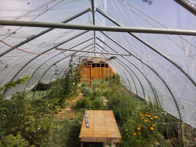 Hoophouse interior, first full growing season, September 2023