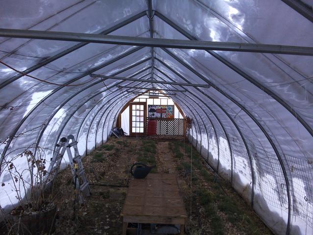 Hoophouse interior in winter, January 2024